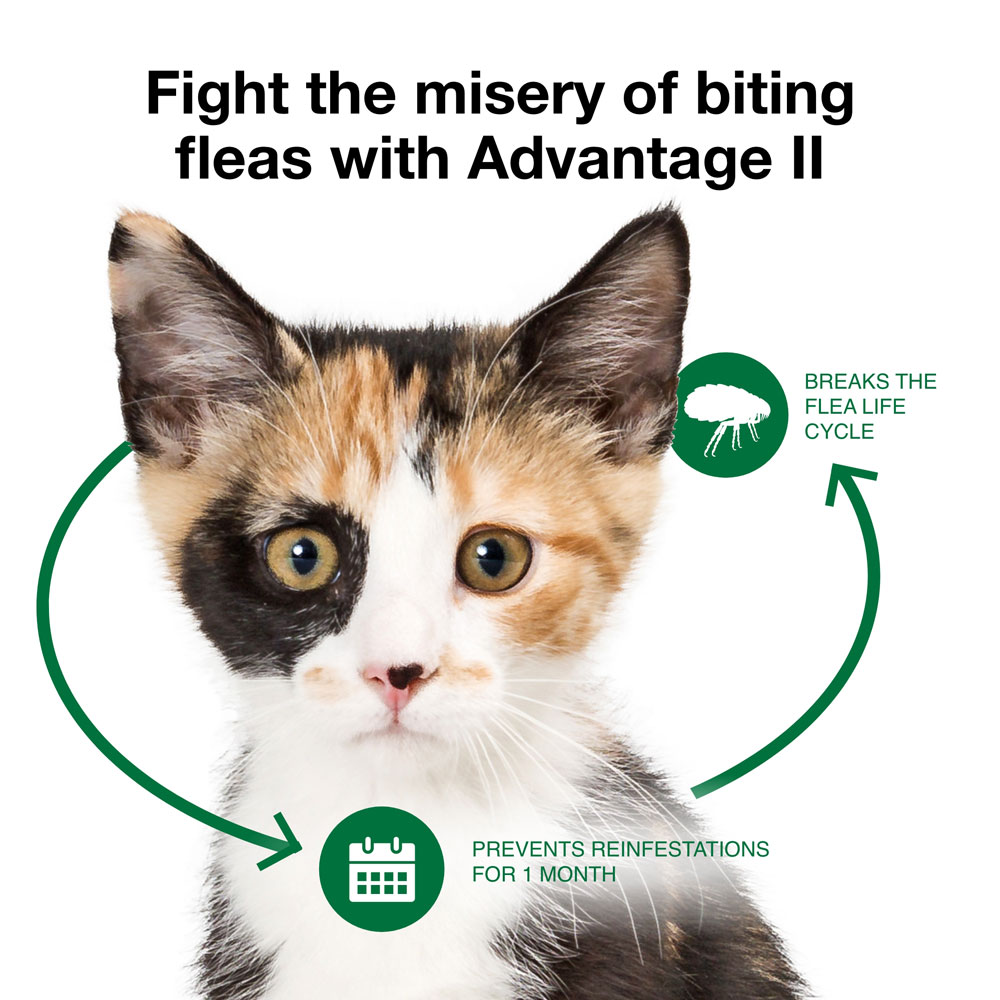 12-MONTH-ADVANTAGE-II-KITTENS-TAPEWORM