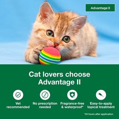 2-MONTH-ADVANTAGE-II-KITTENS