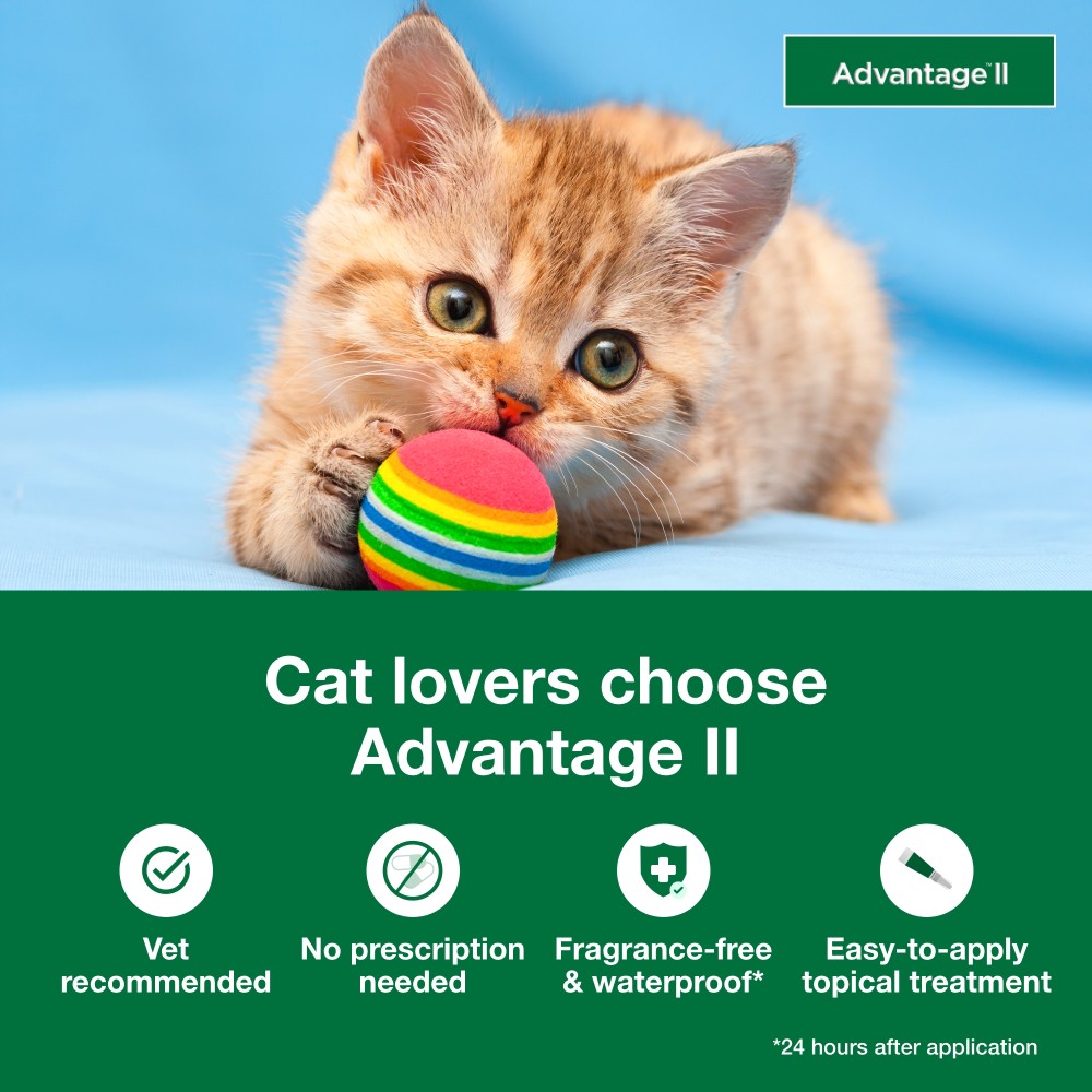 2-MONTH-ADVANTAGE-II-KITTENS