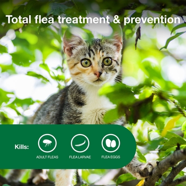 6-MONTH-ADVANTAGE-II-KITTENS