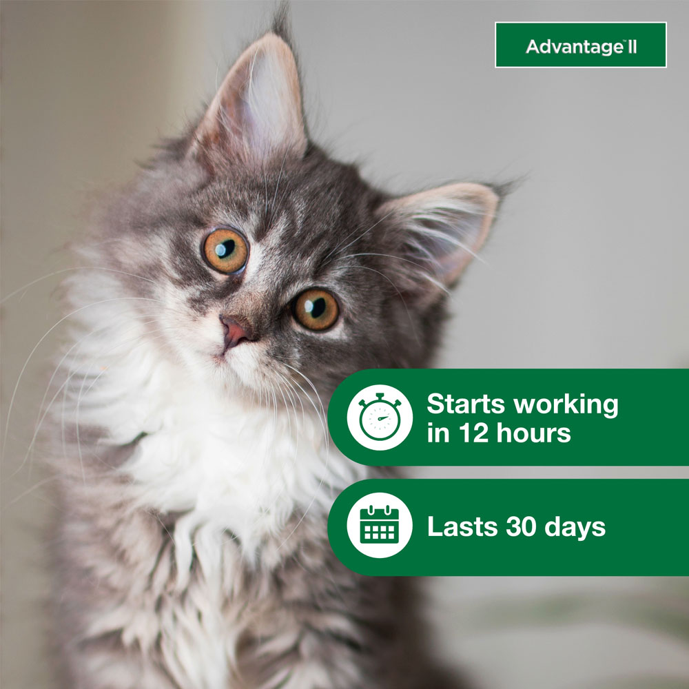 6-MONTH-ADVANTAGE-II-KITTENS