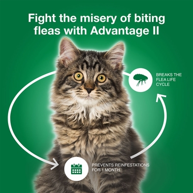 ADVANTAGE-II-LARGE-CATS-12-MONTHS-TAPEWORM