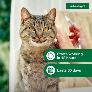 ADVANTAGE-II-LARGE-CATS-6-MONTHS-TAPEWORM