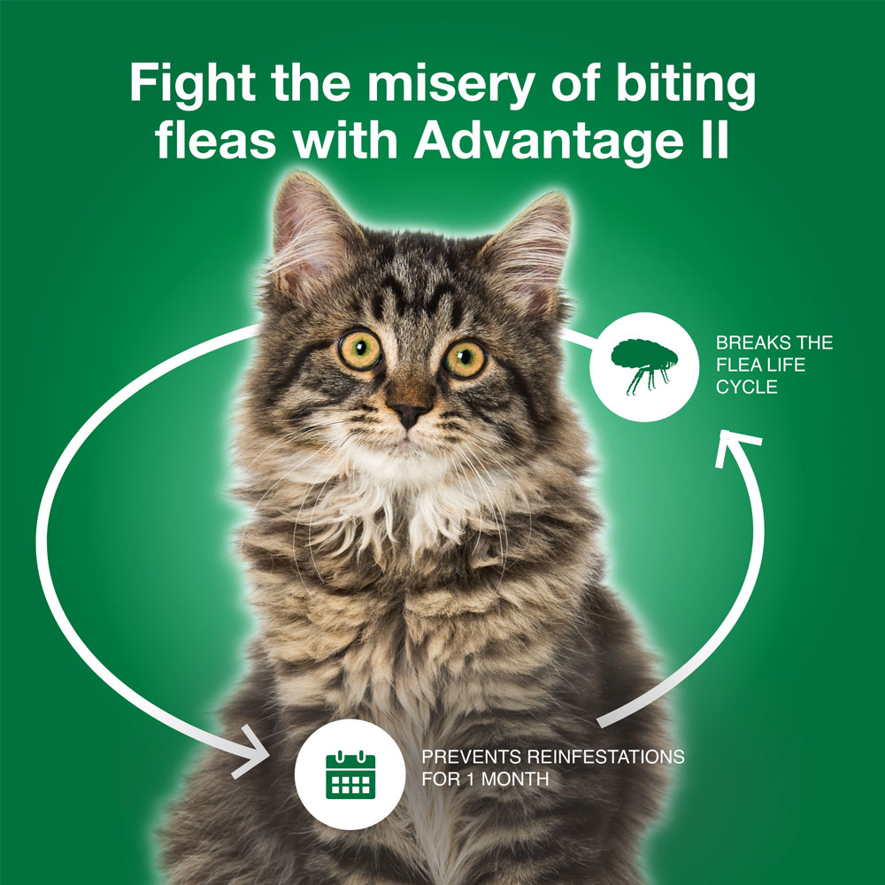 ADVANTAGE-II-LARGE-CATS-6-MONTHS-TAPEWORM