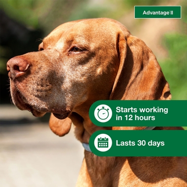 ADVANTAGE-II-LARGE-DOGS-4-MONTHS-TAPEWORM