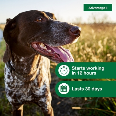 ADVANTAGE-II-MEDIUM-DOGS-6-MONTHS-TAPEWORM
