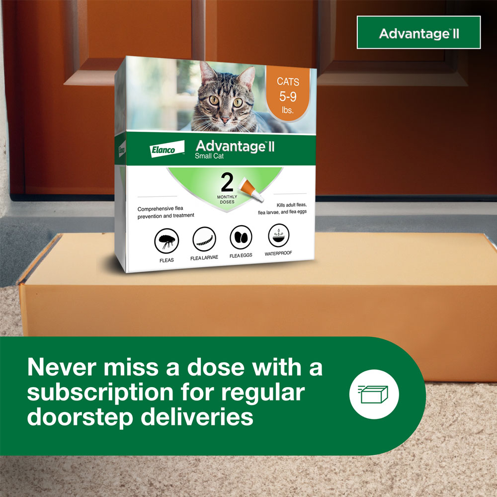2MNTH-ADVANTAGEII-ORANGE-SMALLCAT