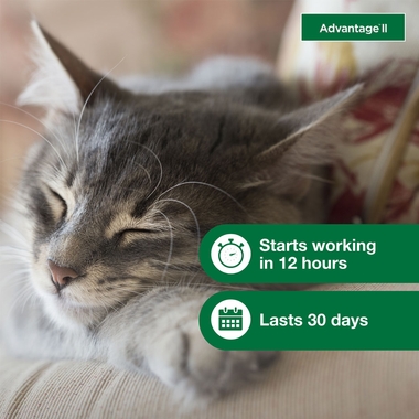 ADVANTAGE-II-SMALL-CATS-4-MONTHS-TAPEWORM
