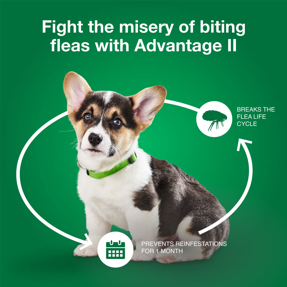 ADVANTAGEIIGREEN12