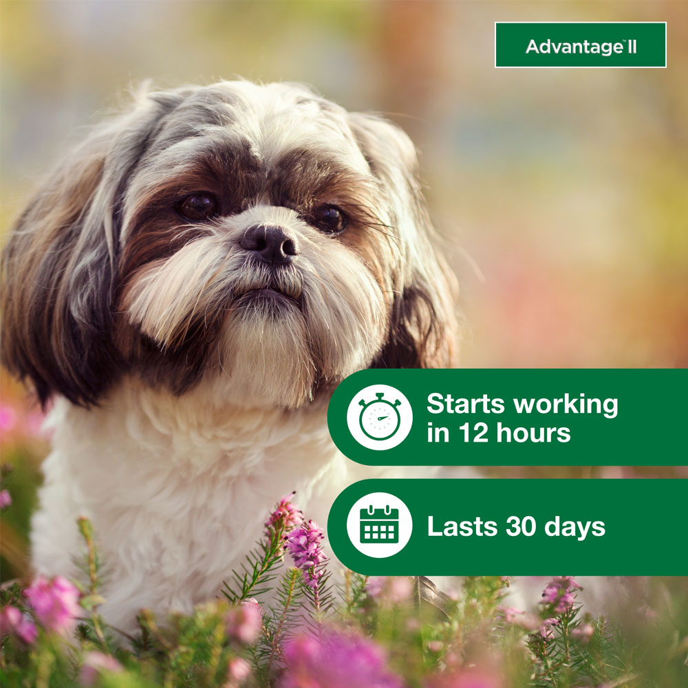 ADVANTAGEIIGREEN12