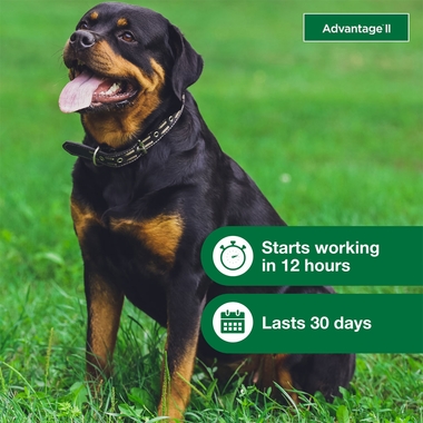 ADVANTAGE-II-XLARGE-DOGS-12-MONTHS-TAPEWORM