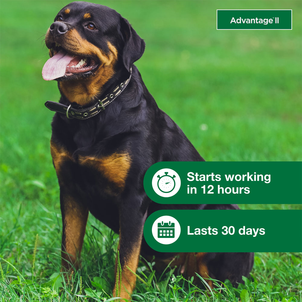 ADVANTAGE-II-XLARGE-DOGS-12-MONTHS-TAPEWORM