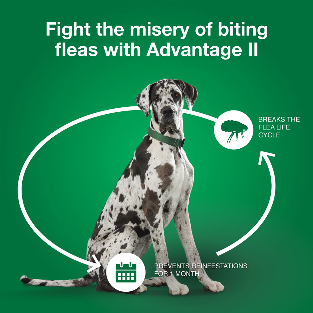 ADVANTAGE-II-XLARGE-DOGS-12-MONTHS-TAPEWORM