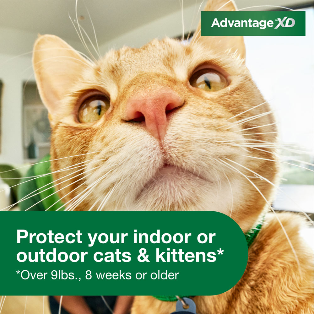 ADVANTAGE-XD-FLEA-CONTROL-FOR-LG-CATS-OVER-9LBS-4CT