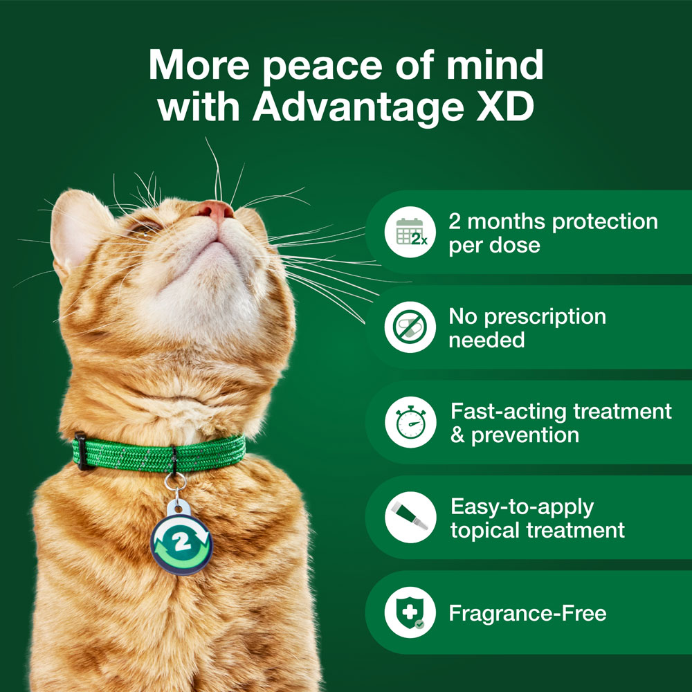 ADVANTAGE-XD-FLEA-CONTROL-FOR-LG-CATS-OVER-9LBS-4CT