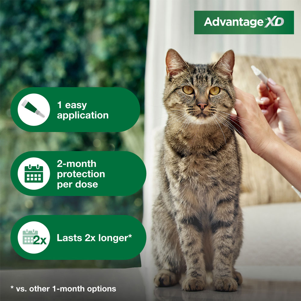 View of Advantage XD for Small Cats (1.8-9 lbs), Long-Lasting Flea Prevention ...