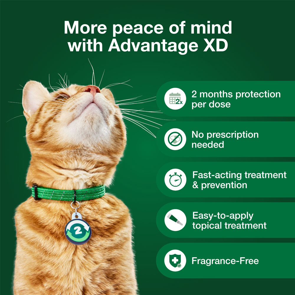 Picture of Advantage XD for Small Cats (1.8-9 lbs), Long-Lasting Flea Prevention ...
