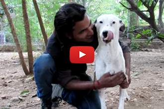 After Being Hit By A Car And Abandoned, This Dog Couldn't Even Walk