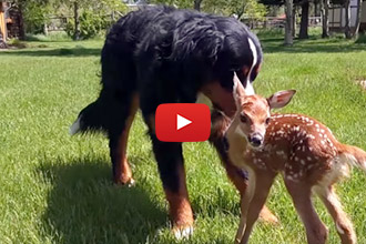 After Her Mother Abandoned Her, This Baby Deer Stumbled Into The Right Backyard!