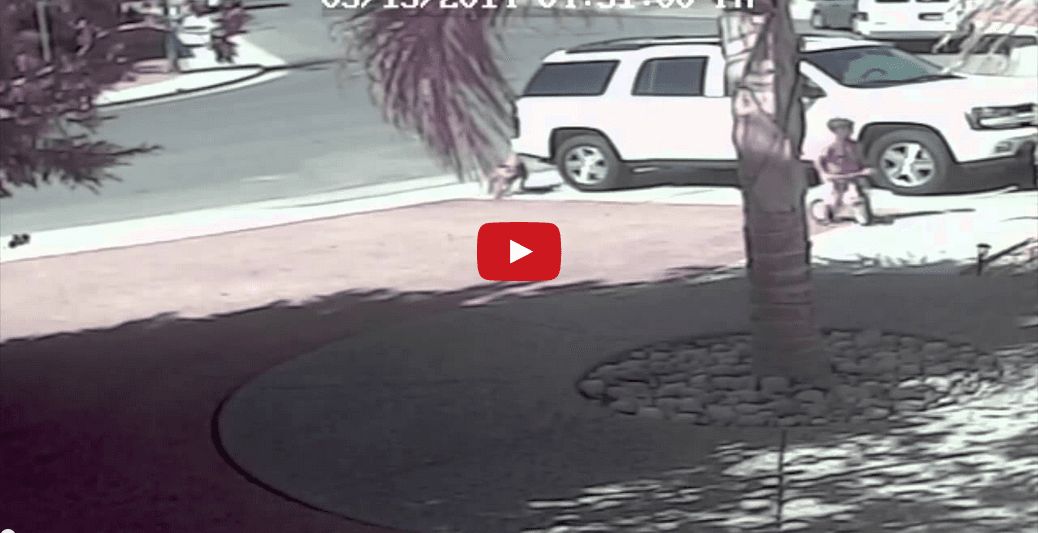 Amazing Cat Fends Off Attacking Dog to Save Child! You WON'T Believe Your Eyes!!