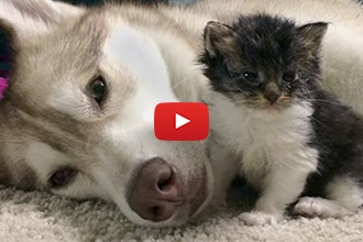 An Amazing Husky Becomes the Surrogate Mother to a Tiny Foster Kitten