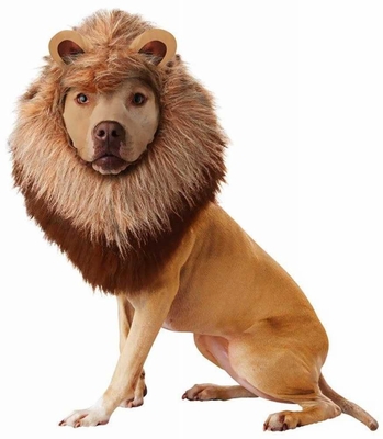 ANIMAL-PLANET-LION-DOG-COSTUME-MEDIUM