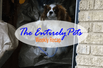 Another Dog Exposed to Ebola Awaits His Fate in 21-Day Quarantine, A Puppy Mill Closure Puts Local SPCA in Precarious Position, and an Experiment Confirms that Lizards are Smart-  This & More in the EntirelyPets Weekly Recap (October 11-17, 2014)