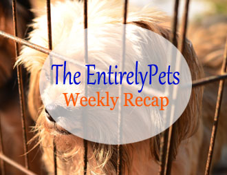 Anti-Puppy Mill Legislation Proves Effective, Russian Bank Loans Cats to Customers, Science Explains the Resemblance between People and Pets  All This and More in this weeks EntirelyPets Weekly Recap (August 25-29, 2014)