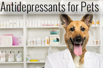 Antidepressants for Your Pet