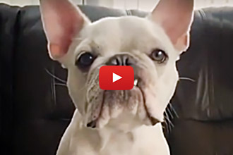 Anyone Else Have A Grumpy Pooch? This Guy Made Us Laugh!