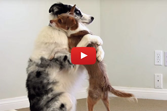 Anyone Else Need A Hug? These Three Dogs Have A Lot To Offer!