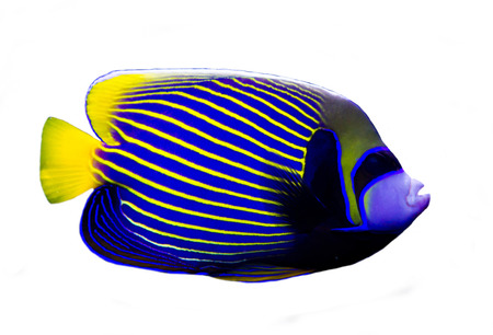 Aquarium & Fish Supplies