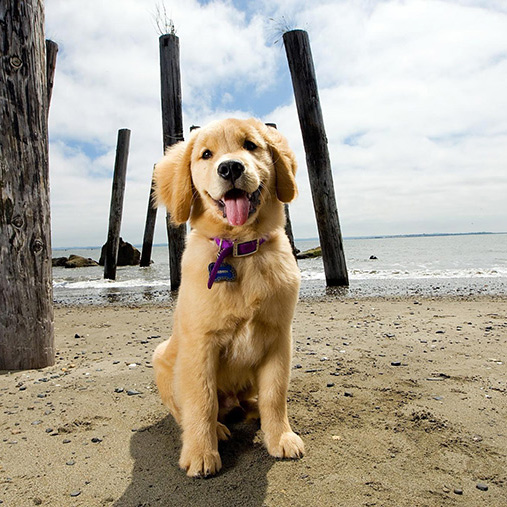 Are You Making These 5 Dog Training Mistakes?