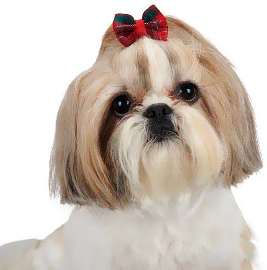 ARIA-YULETIDE-TARTAN-BOW