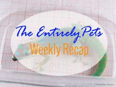 Arlington to Vote on Legislation to Charge Those Abandoning Pets to Shelters, CEO Animal Abuse Controversy Continues, and Gecko Astronauts Perish in Daring Space Experiment- This & More in the EntirelyPets Weekly Recap (September 1-5, 2014)