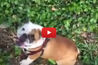 At First This Looked Like An Accident, But We Are Pretty Sure This Bulldog Is Simply Having Fun!