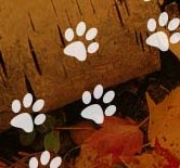 Autumn Pet Hazards