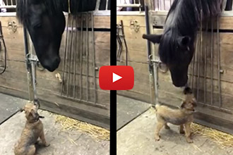 Aww! This Excited Horse Loving Grooms His New Doggy Friend!