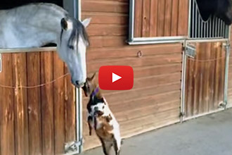 Baby Goat Tries To Play with a Horse and It's Super Adorable!