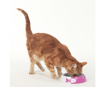 Bamboo Feed + Toss Bowl Systems FOR CATS