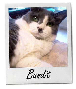 Bandit 9/17/14