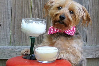 Barkaritas, a Margarita Recipe for Dogs!