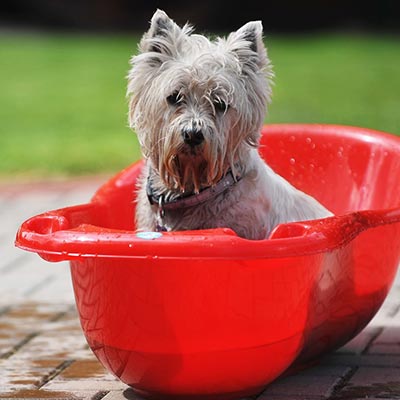 Bathing Your Pets: How To Lather With Love