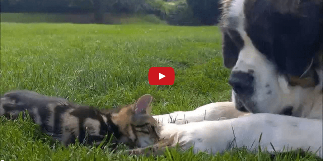 Bella the Dog is Fond of Her New Kitten Companion- Watching Them Meet is Too Cute to Handle!!