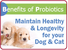 Benefits of Probiotics for Dogs & Cats