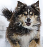 Best Cold Weather Joint Supplements