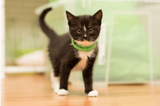 The Best Flea Collars for Cats