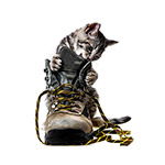 Best Selling Cat Products