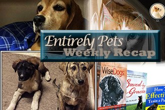 Big Reunions, Technological Advances, and More: Find Out What You Missed In the World of Pets with The EntirelyPets Weekly Recap (July 14-18, 2014)