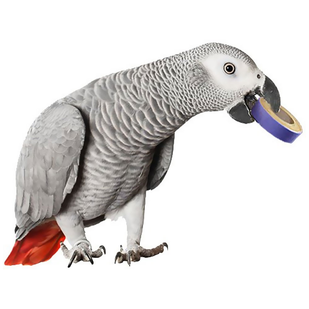 BITTY-BIRDIE-BAGELS-200-PIECES